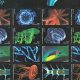 Explore Biology Stamp Collecting: A Guide | Old Stamp Collecting Guide: Discover, Value & Preserve Vintage Stamps