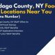 Blountville Food Stamp Office | Old Stamp Collecting Guide: Discover, Value & Preserve Vintage Stamps