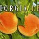 Lost Georgia Food Stamp Card? Replacement Guide | Old Stamp Collecting Guide: Discover, Value & Preserve Vintage Stamps