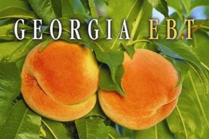 Get Your Replacement Food Stamp Card in GA Now Old Stamp Collecting Guide: Discover, Value & Preserve Vintage Stamps Get Your Replacement Food Stamp Card in GA Now | Old Stamp Collecting Guide: Discover, Value & Preserve Vintage Stamps