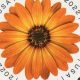 First-Class Postage: Regular Stamp or Not? | Old Stamp Collecting Guide: Discover, Value & Preserve Vintage Stamps