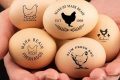 Design Your Custom Egg Stamp Today! Old Stamp Collecting Guide: Discover, Value & Preserve Vintage Stamps Design Your Custom Egg Stamp Today! | Old Stamp Collecting Guide: Discover, Value & Preserve Vintage Stamps
