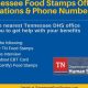 Knoxville TN Food Stamp Office: Your Guide &amp; Resources | Old Stamp Collecting Guide: Discover, Value & Preserve Vintage Stamps