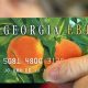 Georgia Food Stamp Card: Your Benefits Guide | Old Stamp Collecting Guide: Discover, Value & Preserve Vintage Stamps