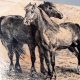 Custom Rubber Stamp Horse Designs & Tools | Old Stamp Collecting Guide: Discover, Value & Preserve Vintage Stamps