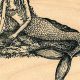 Magical Mermaid Rubber Stamps & More | Old Stamp Collecting Guide: Discover, Value & Preserve Vintage Stamps
