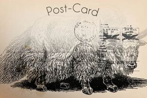 Vintage Buffalo Postcards: Collectibles & History Old Stamp Collecting Guide: Discover, Value & Preserve Vintage Stamps Vintage Buffalo Postcards: Collectibles & History | Old Stamp Collecting Guide: Discover, Value & Preserve Vintage Stamps