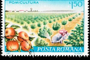 Maximize Your Postage Stamp Orchard's Yield | Old Stamp Collecting Guide: Discover, Value & Preserve Vintage Stamps