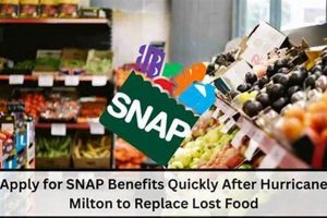 Food Stamp Hurricane Milton Old Stamp Collecting Guide: Discover, Value & Preserve Vintage Stamps Food Stamp Hurricane Milton | Old Stamp Collecting Guide: Discover, Value & Preserve Vintage Stamps