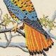 Rare American Kestrel 1 Cent Stamp: Value & History | Old Stamp Collecting Guide: Discover, Value & Preserve Vintage Stamps