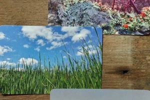 Exploring Postcard Nature Photography & Art | Old Stamp Collecting Guide: Discover, Value & Preserve Vintage Stamps