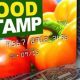 West Virginia Food Stamp Card | Old Stamp Collecting Guide: Discover, Value & Preserve Vintage Stamps