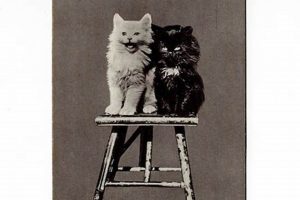 Charming Antique Cat Postcards: A Collectible History | Old Stamp Collecting Guide: Discover, Value & Preserve Vintage Stamps