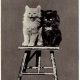 Charming Antique Cat Postcards: A Collectible History | Old Stamp Collecting Guide: Discover, Value & Preserve Vintage Stamps
