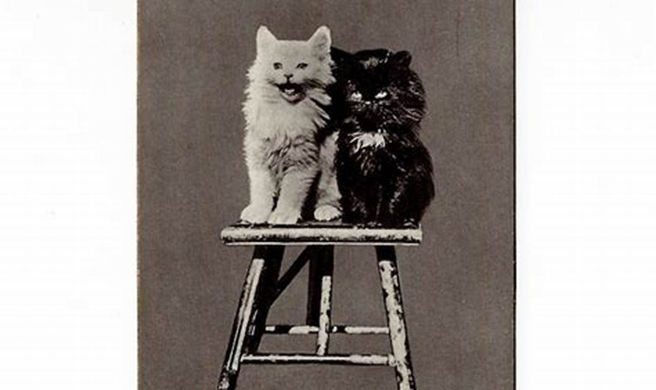 Charming Antique Cat Postcards: A Collectible History | Old Stamp Collecting Guide: Discover, Value & Preserve Vintage Stamps