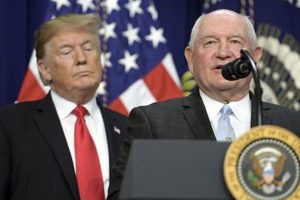 Trump Food Stamp Requirement | Old Stamp Collecting Guide: Discover, Value & Preserve Vintage Stamps