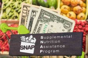 NY Food Stamp Guide: Eligibility & Requirements | Old Stamp Collecting Guide: Discover, Value & Preserve Vintage Stamps