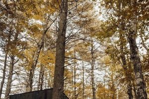 Cozy Shenandoah Postcard Cabins: Rustic Retreats Old Stamp Collecting Guide: Discover, Value & Preserve Vintage Stamps Cozy Shenandoah Postcard Cabins: Rustic Retreats | Old Stamp Collecting Guide: Discover, Value & Preserve Vintage Stamps