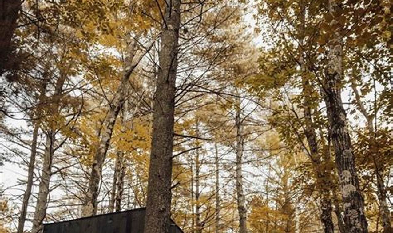 Cozy Shenandoah Postcard Cabins: Rustic Retreats Old Stamp Collecting Guide: Discover, Value & Preserve Vintage Stamps Cozy Shenandoah Postcard Cabins: Rustic Retreats | Old Stamp Collecting Guide: Discover, Value & Preserve Vintage Stamps