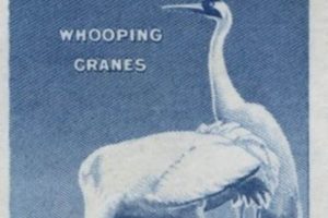 Classic Wildlife Conservation 3 Cent Stamps | Old Stamp Collecting Guide: Discover, Value & Preserve Vintage Stamps