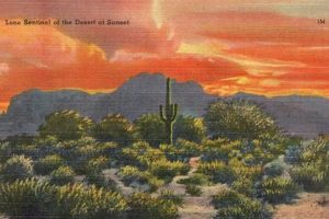 Vintage Flat Desert Postcards: Collect History Old Stamp Collecting Guide: Discover, Value & Preserve Vintage Stamps Vintage Flat Desert Postcards: Collect History | Old Stamp Collecting Guide: Discover, Value & Preserve Vintage Stamps