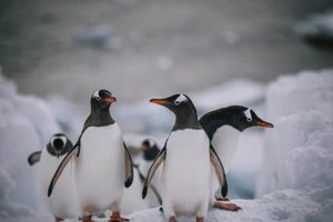 Classic Antarctica Postcards: Memories from the Ice | Old Stamp Collecting Guide: Discover, Value & Preserve Vintage Stamps