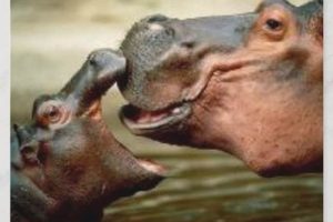 Amazing Hippo Postcards: Shop Our Collection | Old Stamp Collecting Guide: Discover, Value & Preserve Vintage Stamps