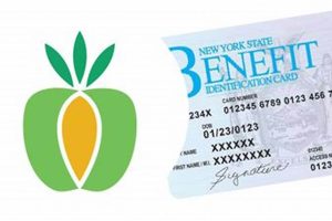 Lost Food Stamp Card? Replacement Number & Info | Old Stamp Collecting Guide: Discover, Value & Preserve Vintage Stamps